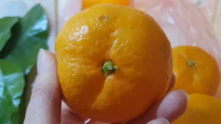 Укореняю Черенки Мандарина с рынка ✅ Хочу мандариновое дерево дома 🍊🍊🍊