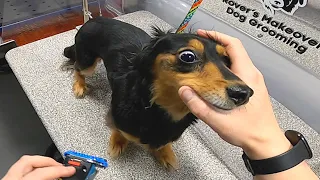 Longhaired Dachshund Mobile Groom