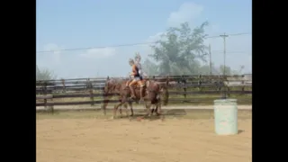 ANYONE CAN RIDE SUPER NICE AQHA RED ROAN MARE, BEEN SHOWN, ROPES