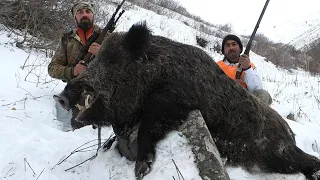 MONSTER WİLD BOAR HUNTİNG İN THE SNOW| KARDA AZILI DOMUZ AVI| CHASSE AU SANGLİER