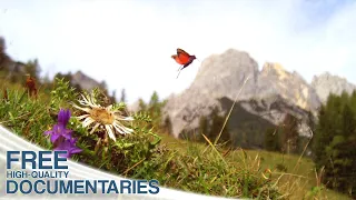 The Fascinating World of Insects and Animals in the Alps