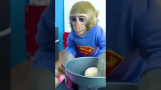 monkey cutemonkey baby cute monkey