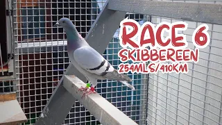 The Mystery of Racing Pigeons