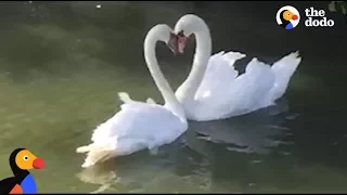 Swan Couple Has SWEETEST Reunion | The Dodo