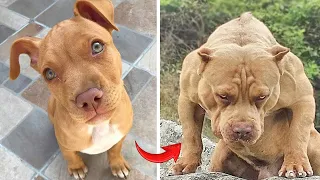 Funny Dogs || I'm A Big Kid Now || Animals Grow Up 2024 #2