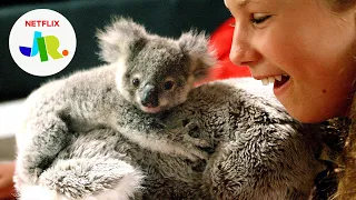 Ranger the Rescued Baby Koala 🐨 Izzy's Koala World | Netflix Jr