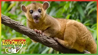 🐵🐒 Zoboomafoo 136 | Hail to tails | Animal shows for kids | Full Episode | HD 🐵🐒