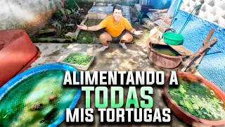 ALIMENTANDO a TODAS mis TORTUGAS *EXÓTICAS*