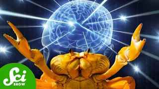 The Crabs That Revolutionized Neuroscience