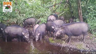 Les suidés du Parc National du Mont sangbé