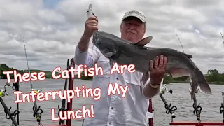 These Catfish Are Interrupting My Lunch!
