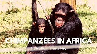Jane Goodall Institute Chimpanzee Eden| South Africa Day 16