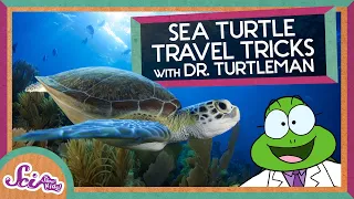 Turtle Travel Tips: How Magnets Can Help Us Navigate | Magnetoreception