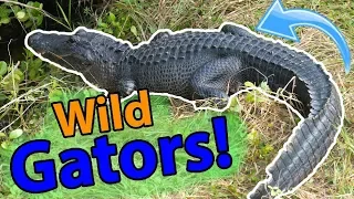 Meet the American Alligator!