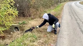 Abandoned Dog Without Hope Gets New Life