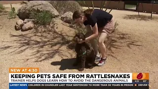 How to teach your dog about the dangers of rattlesnakes