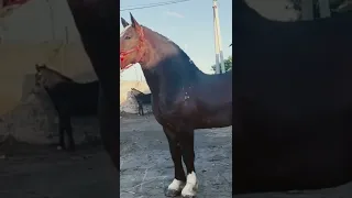 horses of Uzbekistan 🇺🇿