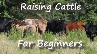 Raising Cattle for Beginners