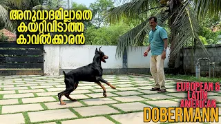 നല്ല Dobermann കാവൽ നായകൾ || Vickies Greeny