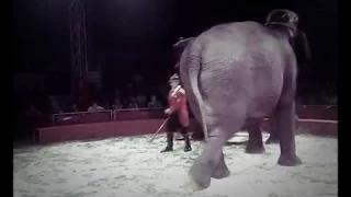 Итальянские Слоны Цирк|Kobzov