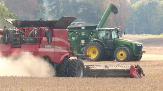 Harvest 2023 | Case IH 8230 Axial Flow Combine Harvesting Soybeans | Ontario, Canada