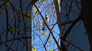 Blue jay. Almost like a peacock - beautiful, but it sounds terrible 🤣