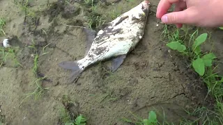 Утренний клев Белой рыбы на реке Сож на сало и пенопласт