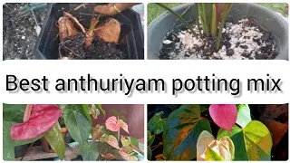 The simple secret to growing anthuriyam ||organic compost ||Anthuriyam care tips