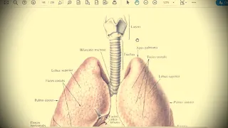 Анатомия с АВ. Бронхи (bronchi), легкие (pulmones), плевра (pleura) и средостение (mediastinum).