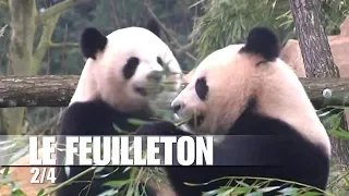 Feuilleton : les pandas du zoo de Beauval - épisode 2/4 : la pandamania