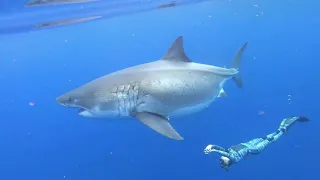 The Biggest Great White Shark Ever Filmed, Is Actually Very Friendly & Gentle