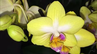 Улётный завоз сортовых орхидей в Экофлору 18 февраля  2020 г. Сладкая девочка, Стюартиана и т.д.