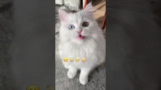 Emoji challenge cat | Funny cat | White Persian cat | Popular cats of TikTok