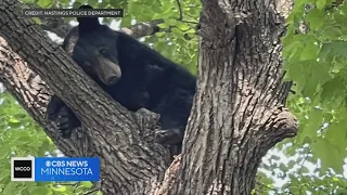 Why are so many bears wandering around the metro?