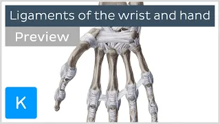 Ligaments of the wrist and hand (preview) - Human Anatomy | Kenhub