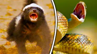 Even the Most Venomous Snakes Are Afraid of This Snake Killer - Top Planet