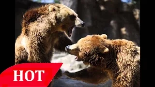 Grizzly Polar Bear Hybrid Animals National Geographic Documentary