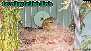 First Time Breeders & HYBRID News!
| Breeding British Birds S1:E6