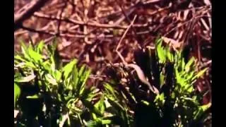 The Legend Of Boggy Creek   Found Footage Trailer