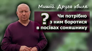 Мишій. Друга хвиля. Чи потрібно з ним боротися в посівах соняшнику?