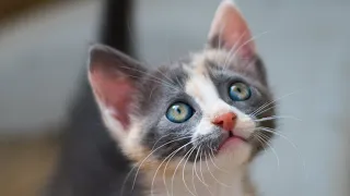 Rescued Kitten Has Eyes Like Galaxies 🌌