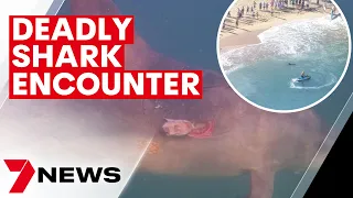 Bull shark attacks dolphin at Sydney’s Shelly Beach | 7NEWS
