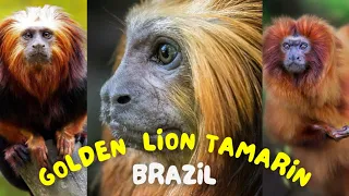 Golden Lion Tamarin: Brazil's Endangered Treasure