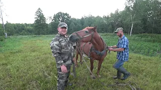 КУПИЛ ХУТОР в ЛЕСУ на КРАЮ БОЛОТА. ГОТОВИМ ЭЛИКСИР ДОЛГОЛЕТИЯ. №204