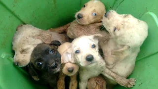 Filhotes de cachorros abandonados em lata de lixo em São Joaquim