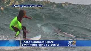 Shark Swims Near Surfer