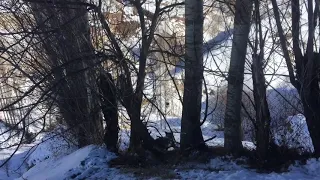 В ловушку в заяц попала лиса.