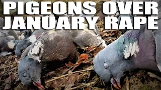 Pigeons over January Rape