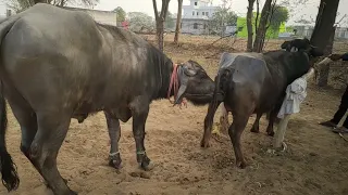 Bhains teen bache de chuki hai aur chauthi bar byavat degi || Buffalo Mating Season India