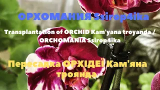 Пересадка ОРХІДЕЇ Кам'яна троянда / ОРХОМАНИЯ Ssirop4ika